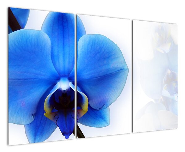 Obraz s orchidejí (120x80cm)
