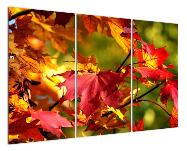 Podzimní listí, obraz (120x80cm)
