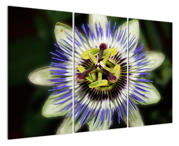 Obrazy květin (120x80cm)
