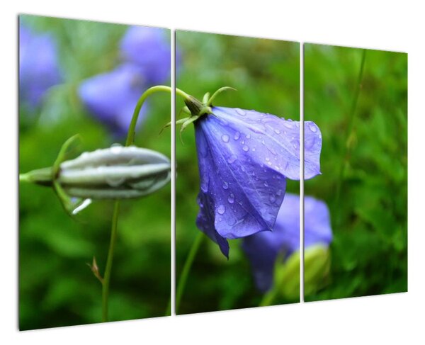 Obrazy květiny (120x80cm)