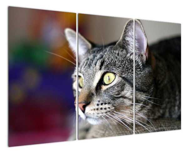 Kočka - obraz (120x80cm)