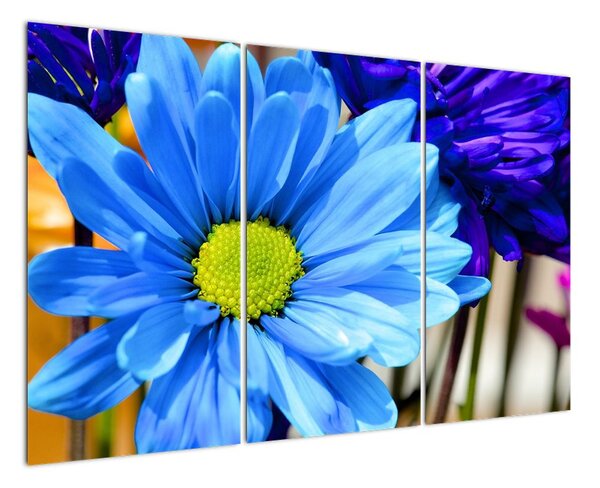 Modrá chryzantéma - obrazy (120x80cm)
