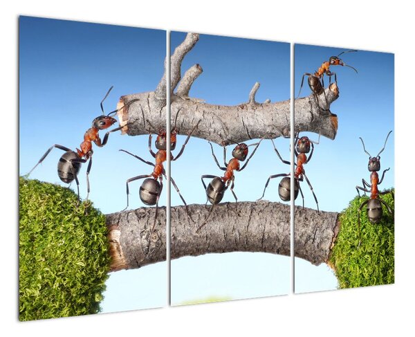 Obraz mravenců (120x80cm)
