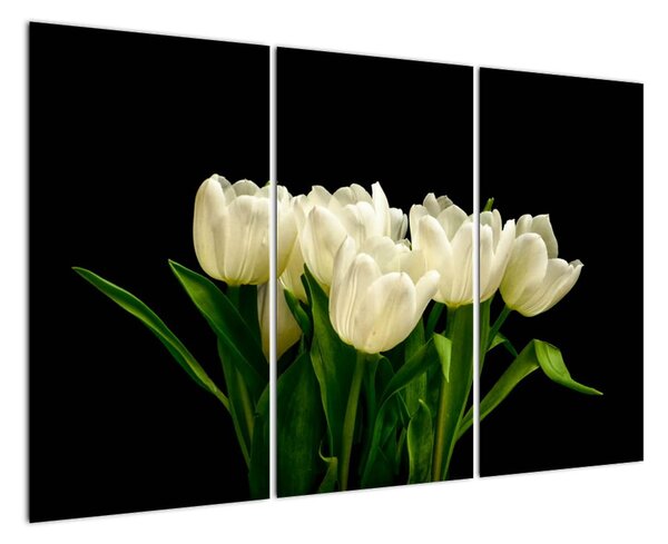 Bílé tulipány - obraz (120x80cm)