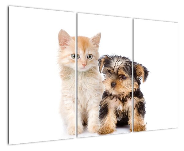 Kotě a štěně - obraz (120x80cm)