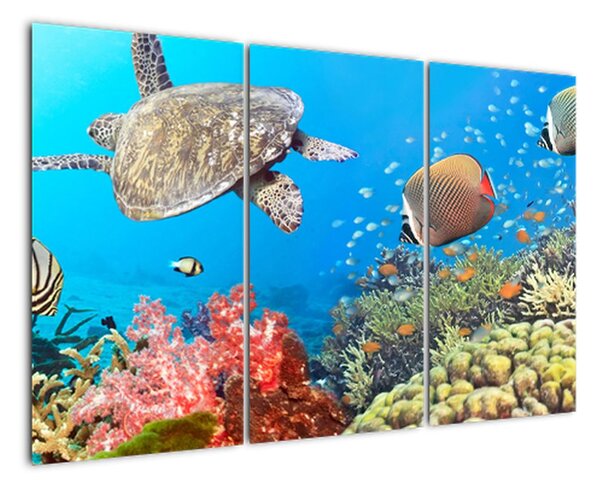 Podmořský svět, obraz (120x80cm)