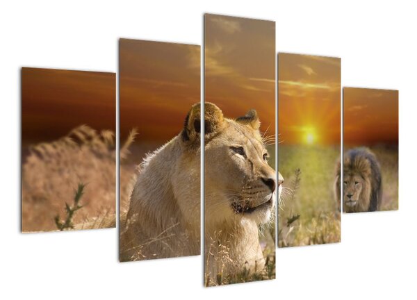 Obrazy zvířat (150x105cm)