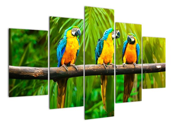 Moderní obraz - papoušci (150x105cm)