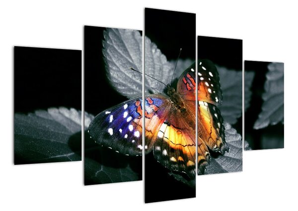 Motýl na listu - obraz (150x105cm)