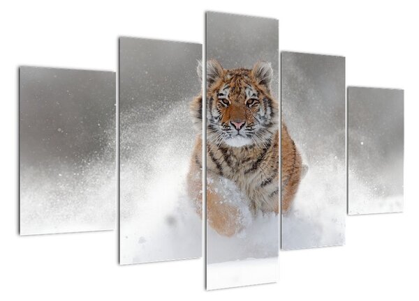 Obraz běžícího tygra (150x105cm)