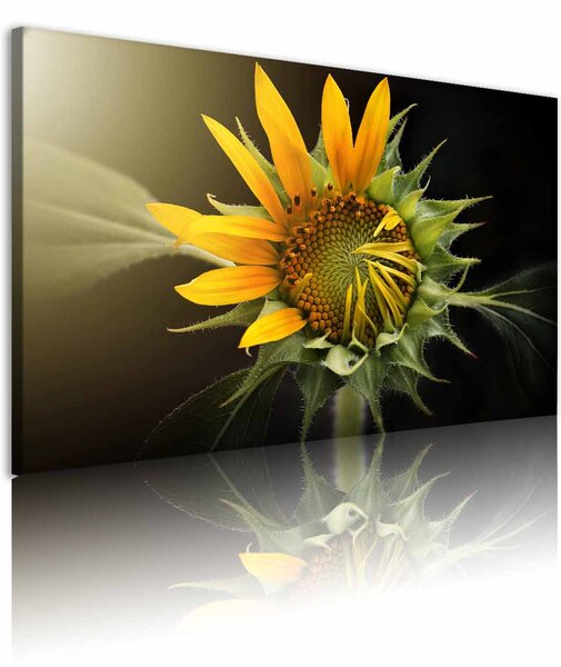 Obraz květ slunečnice Velikost (šířka x výška): 60x40 cm