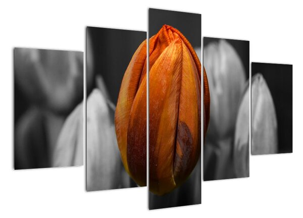 Oranžový tulipán mezi černobílými - obraz (150x105cm)