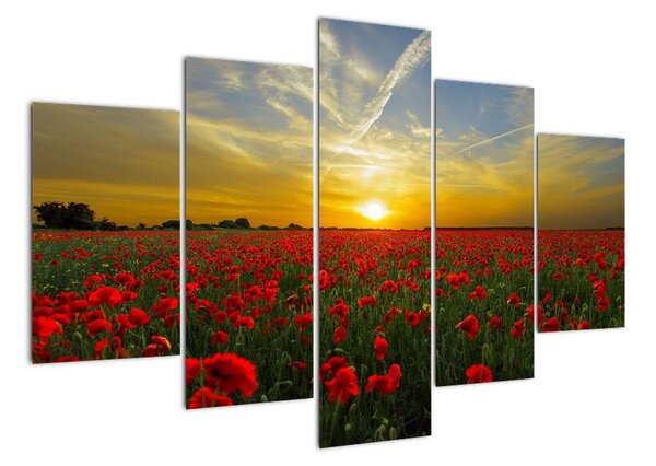 Obraz - pole vlčích máků (150x105cm)