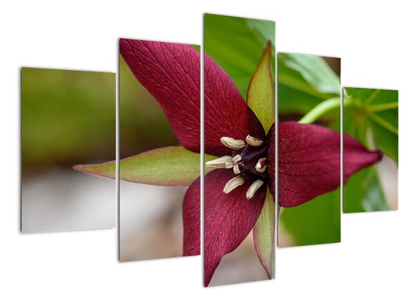 Kvetoucí rostlina - obrazy do domu (150x105cm)