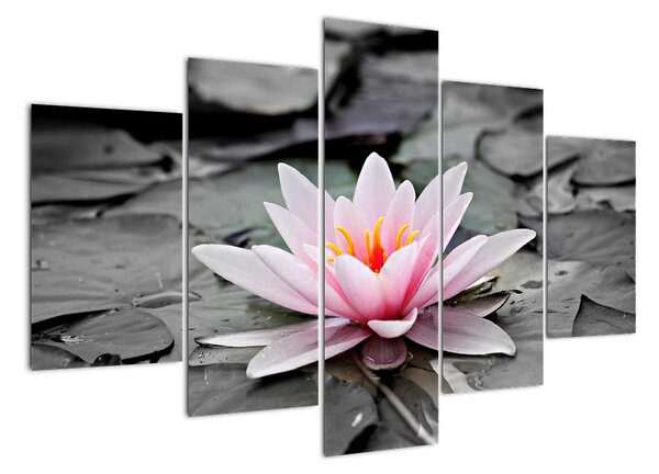 Obraz kvetoucího leknínu (150x105cm)