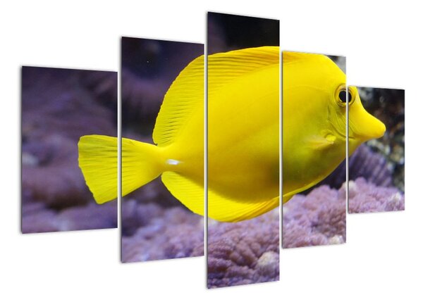Obraz - žluté ryby (150x105cm)
