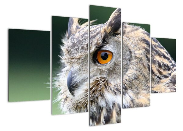 Vyhlížející sova - obraz (150x105cm)
