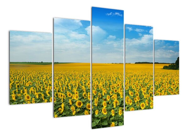 Obraz pole slunečnic (150x105cm)