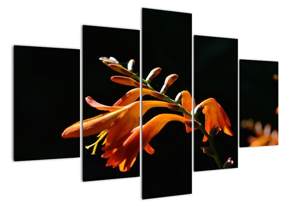 Obraz detailu květiny (150x105cm)