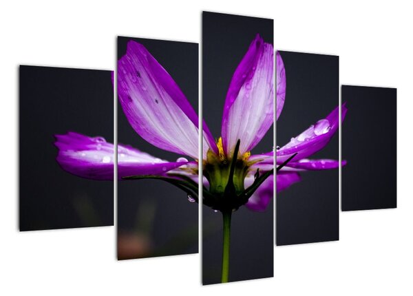 Obraz - květiny (150x105cm)