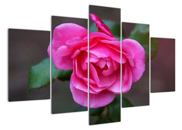 Obraz růže na stěnu (150x105cm)