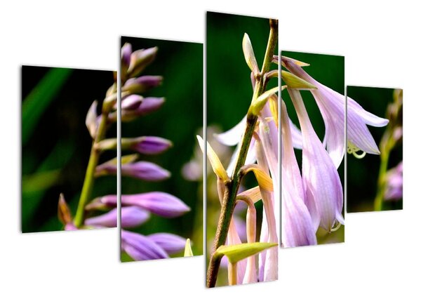 Květiny - obraz (150x105cm)