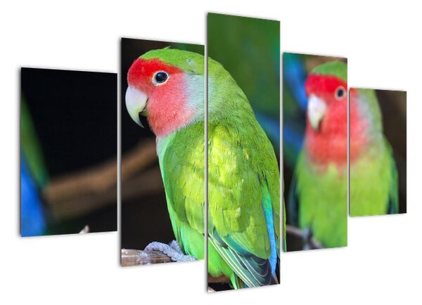 Papoušci - obraz (150x105cm)