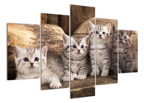 Koťata - obraz (150x105cm)