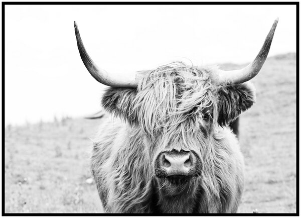 Plakát Highland cattle Rozměr plakátu: 30 x 40 cm, Orientace plakátu: Na šířku