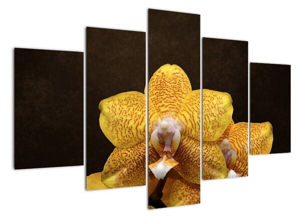 Obraz orchideje (150x105cm)