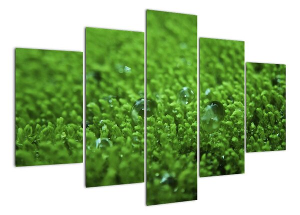Detail trávy - obraz (150x105cm)