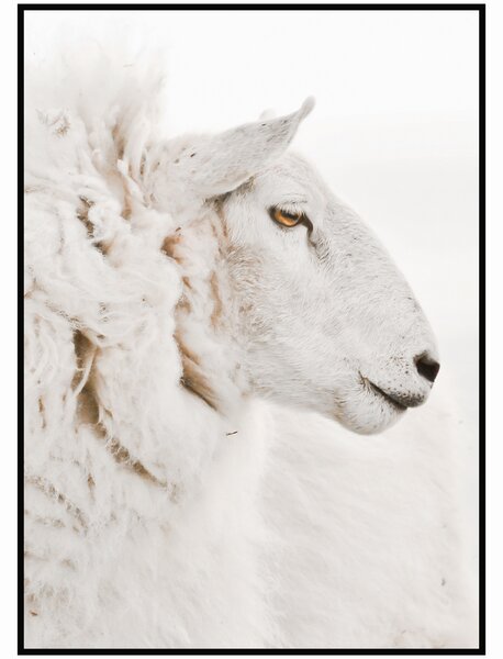 Plakát Ovce Rozměr plakátu: A4 (21 x 29,7 cm), Orientace plakátu: Na šířku
