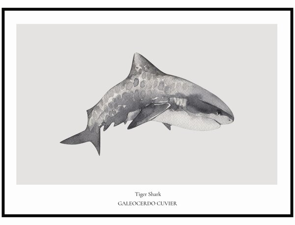 Plakát Tiger Shark Rozměr plakátu: 30 x 40 cm