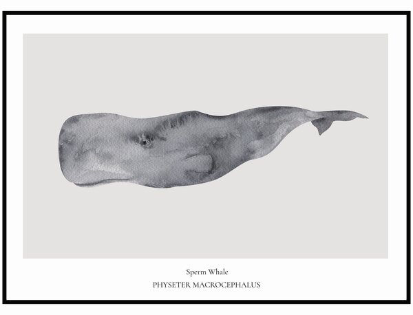 Plakát Sperm Whale Rozměr plakátu: 50 x 70 cm