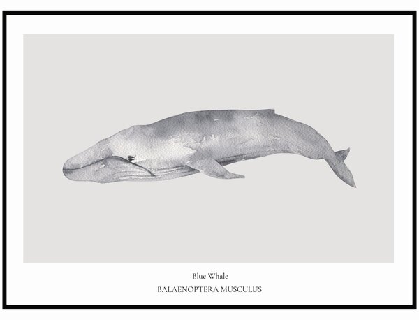 Plakát Blue Whale Rozměr plakátu: 30 x 40 cm