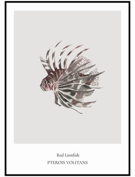 Plakát Red Lionfish Rozměr plakátu: 30 x 40 cm