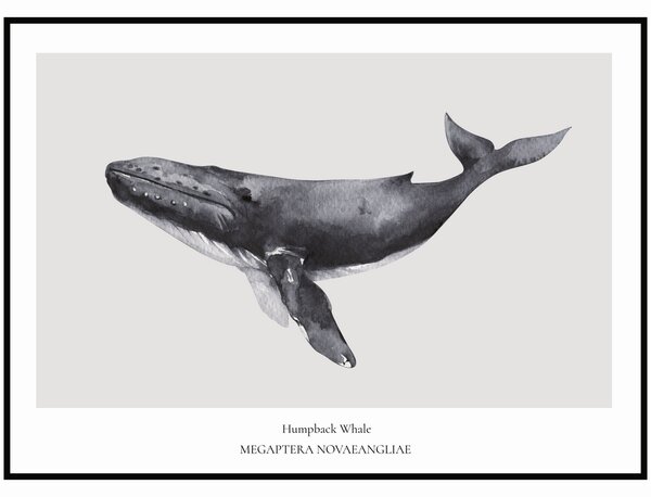 Plakát Humpback Whale Rozměr plakátu: 50 x 70 cm