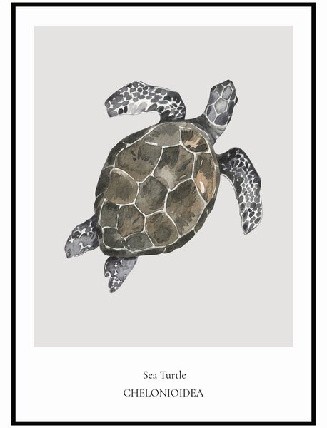 Plakát Sea Turtle Rozměr plakátu: 30 x 40 cm