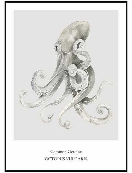 Plakát Common Octopus Rozměr plakátu: 40 x 50 cm