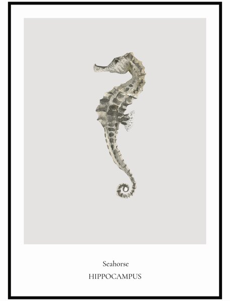 Plakát Seahorse Rozměr plakátu: 40 x 50 cm