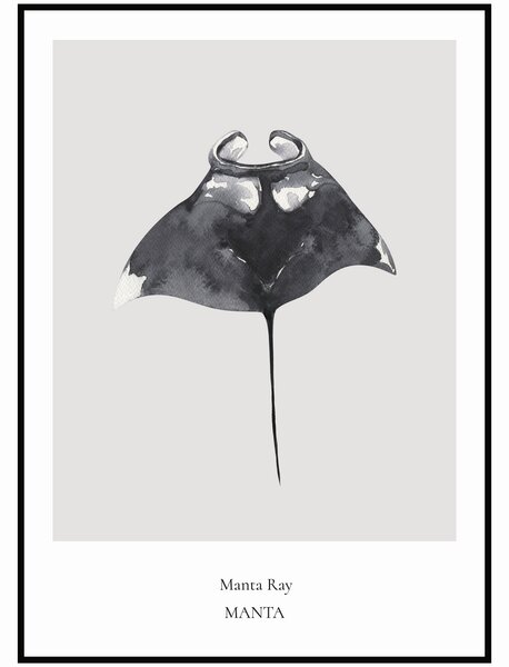 Plakát Manta Ray Rozměr plakátu: 50 x 70 cm