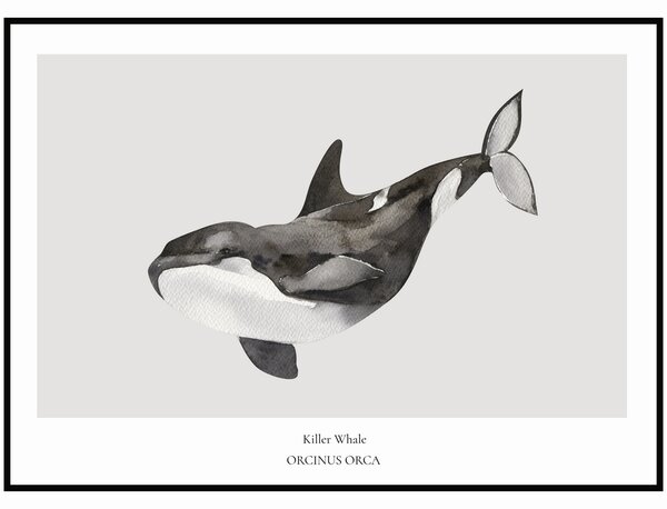 Plakát Killer Whale Rozměr plakátu: 40 x 50 cm