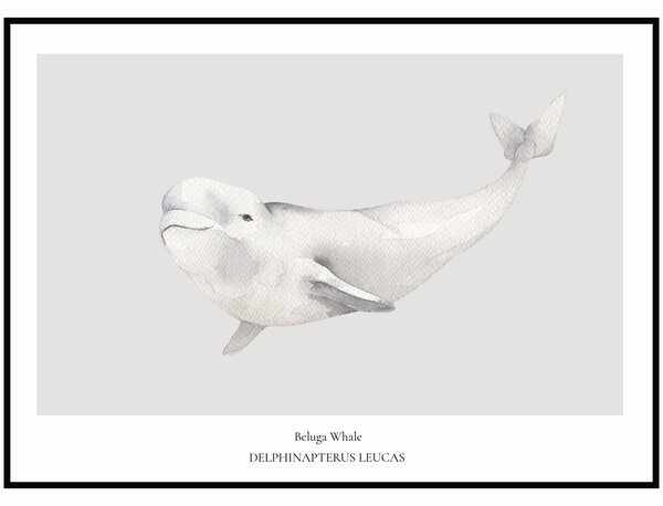 Plakát Beluga Whale Rozměr plakátu: 30 x 40 cm