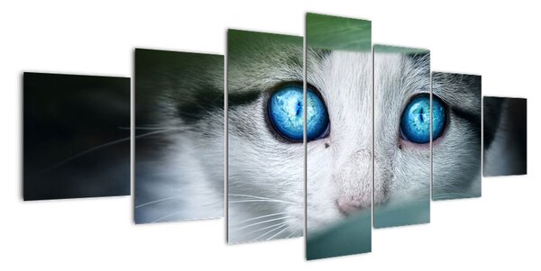 Obraz kočky, zářivé oči (210x100cm)