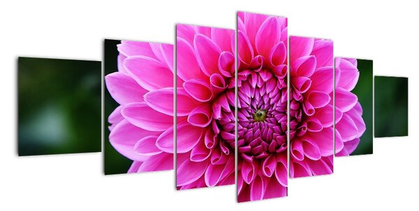 Obraz růžového květu (210x100cm)