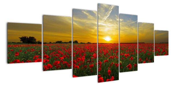 Obraz - pole vlčích máků (210x100cm)
