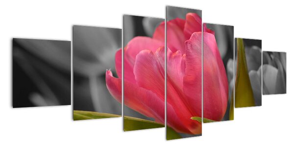 Obraz červeného tulipánu na černobílém pozadí