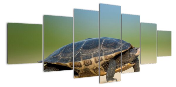 Obraz želvy - moderní obrazy (210x100cm)