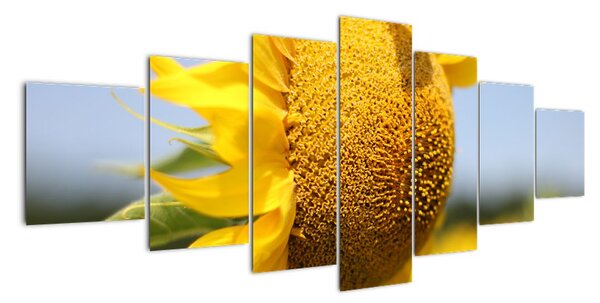 Obraz slunečnice (210x100cm)