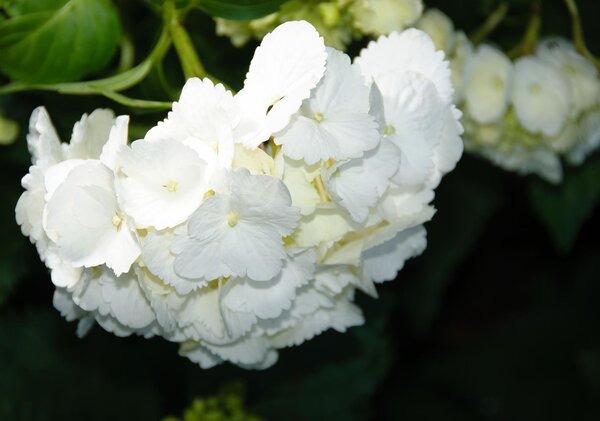 Fototapeta Bílé květiny vlies 152,5 x 104 cm
